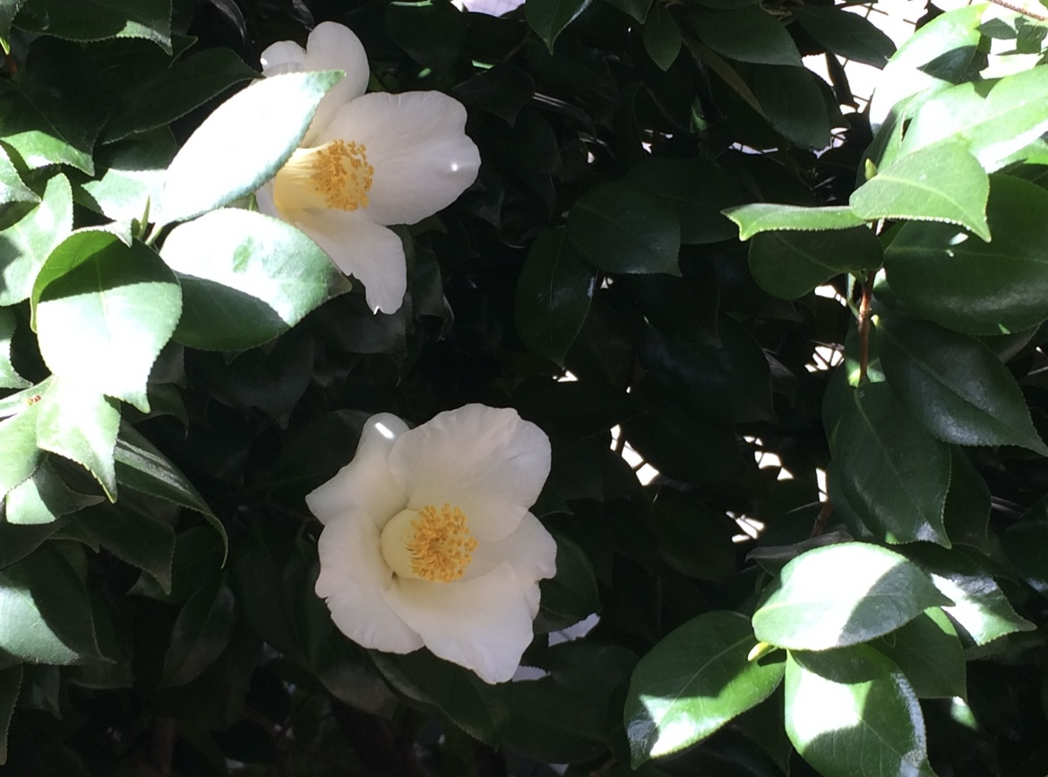 体の内外からの<br class="sp">美しさをサポート